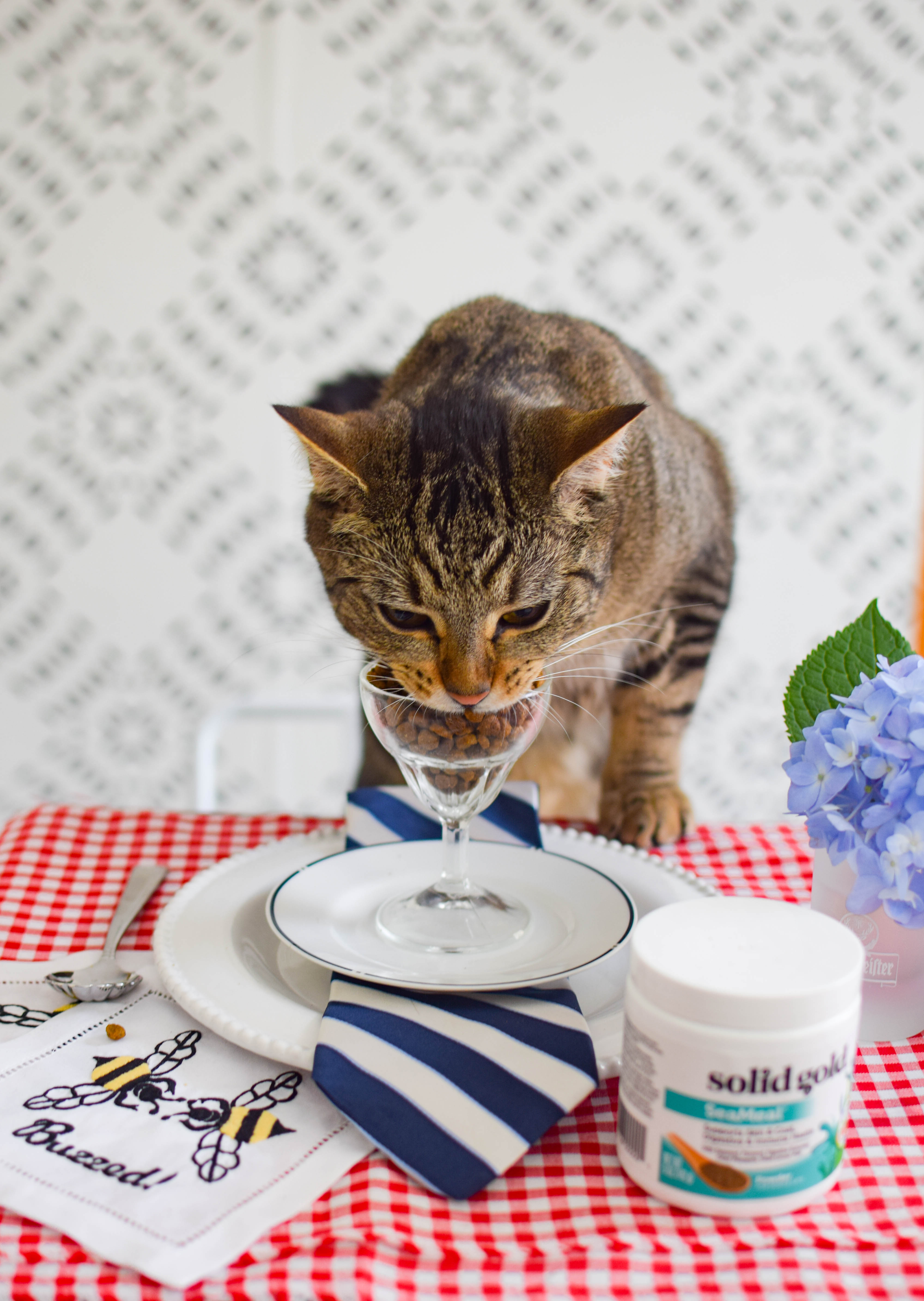 Tips for New Cat Owners with Solid Gold